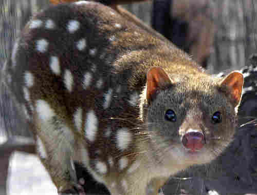 789px_spottedquoll_2005_seanmcclean.jpg